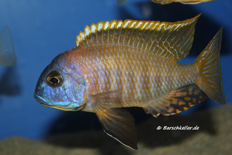 Tramitichromis sp. 'orange top' Lumbira